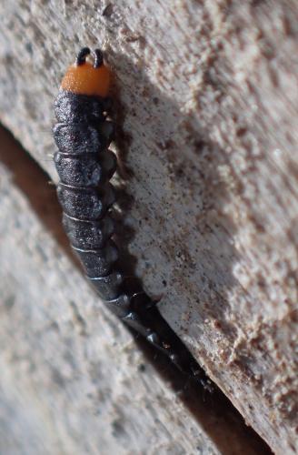 Réf. 262 272 : Lygistopterus sanguineus